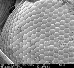 Close up of a bug eye